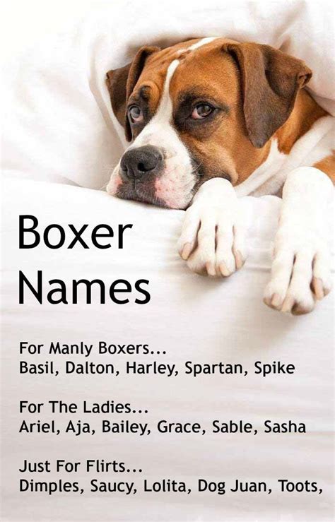 A few unique Boxer dog names, find more for just this breed... http://www.dog-names-and-more.com ...