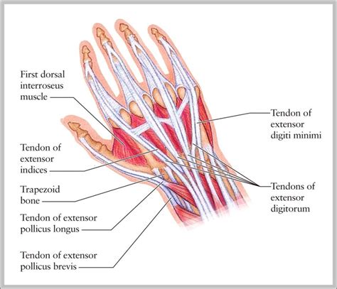 Tendon Diagram Of Wrist Understanding The Anatomy Of The Wrist | Images ...