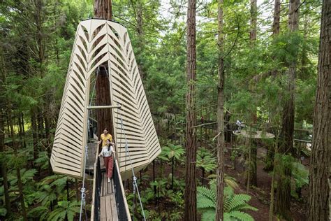 Award-winning Tree Walk In Rotorua | Daytime Treewalk™