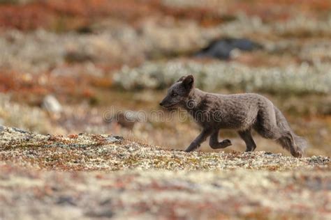 Arctic Fox in a Autumn Landscape Stock Photo - Image of brown, animals ...