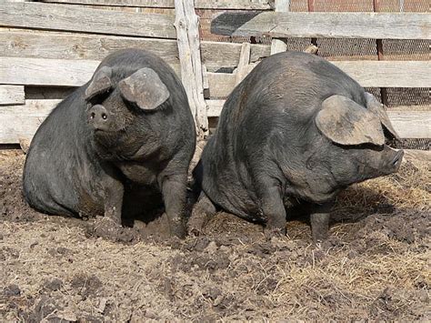 Large Black, occasionally called the Devon or Cornwall Black, is a breed of domestic pig native ...