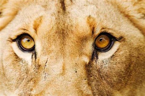 What Are Lions Eyes? • Support Wild