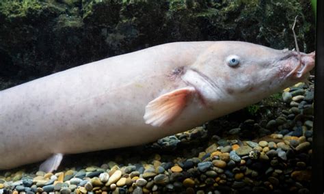 Electric Catfish Fish Facts - WikiPoint - Wiki Point