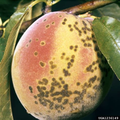 Peach Diseases | Home & Garden Information Center