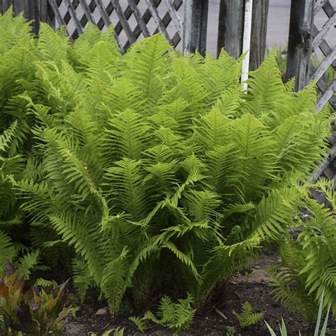 Perennial Ostrich Fern - fern MATTEUCCIA struthiopteris. 3'-6' tall, 48 ...