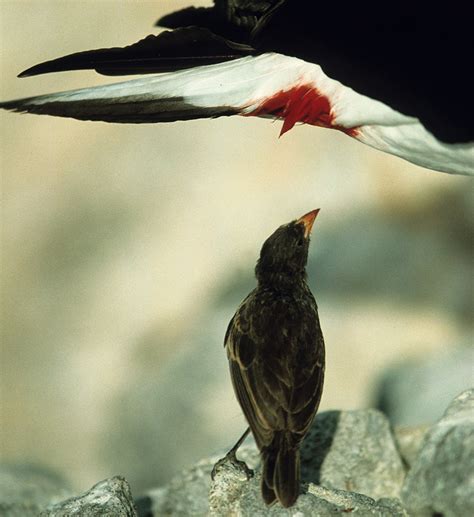 Absurd Creature of the Week: The Tiny Blood-Slurping Bird That Terrorizes the Galapagos | WIRED