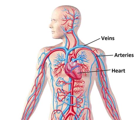 Circulatory System Diagram Labeled Robhosking Diagram | The Best Porn ...