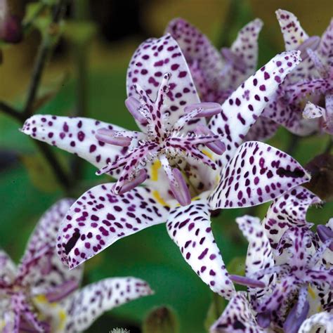 5 unusual toad lily~empress~shade plants purple spotted perennial flowers rare | Perennials ...