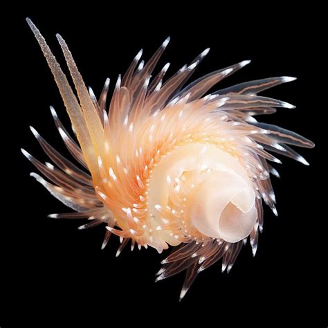 swirl beauty! Very rare and unique nudibranch | Beautiful sea creatures, Deep sea creatures ...