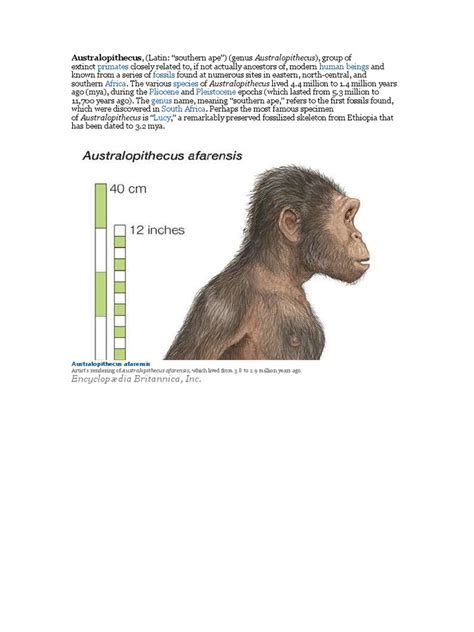 Primates Human Beings Fossils Africa Species Pliocene Pleistocene Genus South Africa Lucy | PDF ...