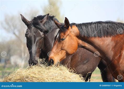 Horse Eating Hay Clipart - Viewing Gallery