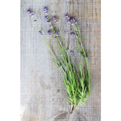 Munstead Lavender – Pinetree Garden Seeds