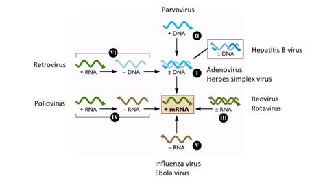 Baltimore system of Classifications of Viruses • Microbe Online