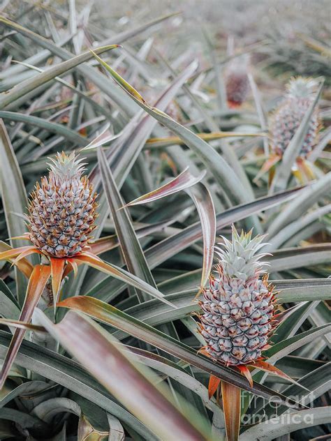 Maui Gold Pineapple Fields, Maui, Hawaii #6 Photograph by Alexa Mittman