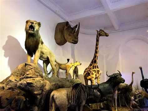 Best 3 Things to Do in Antipa Museum Bucharest