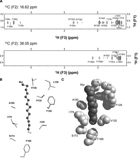 Myristoyl-binding site environment in Ncs1. A, selected slices of 13... | Download Scientific ...