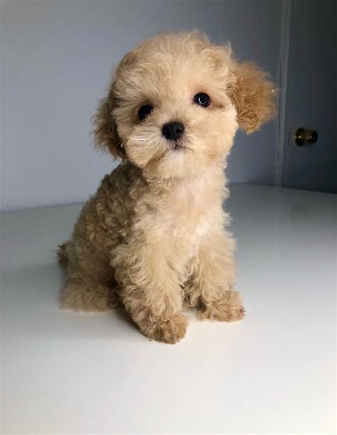 RED teacup Maltipoo Puppy!! | iHeartTeacups