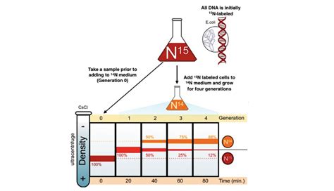 Semiconservative Replication Diagram