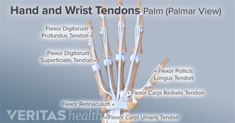 Wrist Tendons Diagram