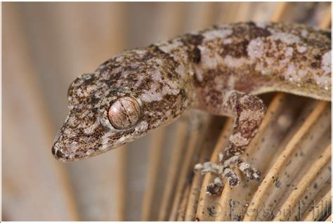 Tropical House Gecko (Hemidactylus mabouia) | Although most … | Flickr