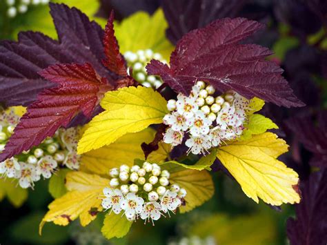 Amelia Maudsley: Low Flowering Shrubs Full Sun : Dwarf Korean LILAC tree. Red purple buds that ...