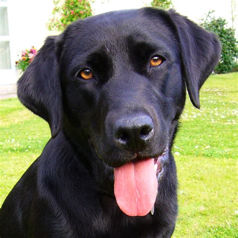 File:Black Labrador Retriever portrait.jpg - Wikipedia, the free ...