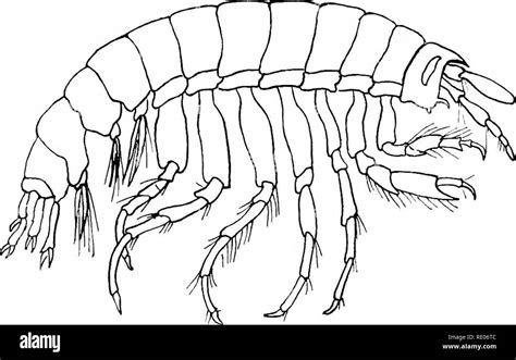 Anatomy Of Crustaceans - Anatomy Book