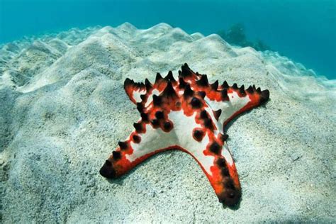 20 Bizarre and Beautiful Starfish Species | Starfish species, Starfish, Sea star