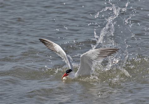 Puget Sound Series: Unpermitted Shoreline Armoring | Audubon Washington