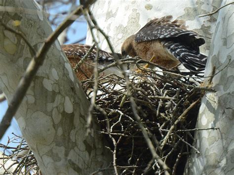 Red and the Peanut: Red-shouldered Hawks on nest along the Little Miami ...