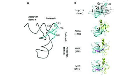 Representative structures of tRNA and tRNA-binding OB-fold domains. (A)... | Download Scientific ...