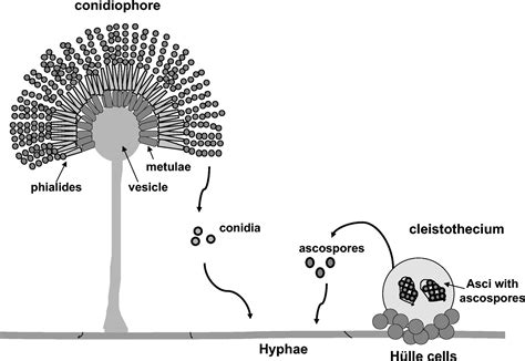 aspergillus nidulans cleistothecia - Google Search