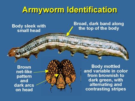 Lawn Grub - Control and Prevention - Coastal Turf