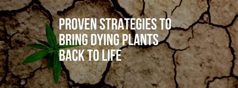 Proven Strategies to Bring Dying Plants Back to Life