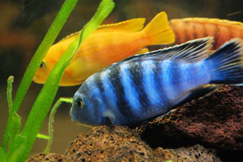 Cichlid