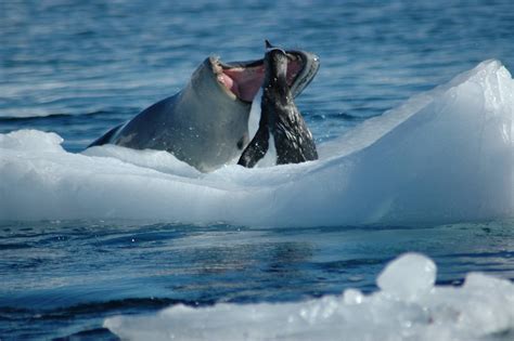 This Leopard Seal Played Cat and Mouse With This Penguin for an Hour | PHOCIDAE : Hydrurga ...