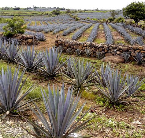 Why Is Blue Weber the Only Agave in Tequila? | Blue agave plant, Agave ...