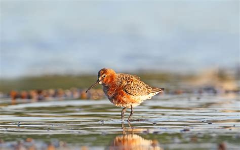 Curlew Sandpiper | Audubon Field Guide