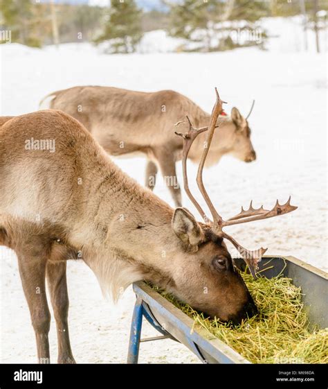 Yukon Wildlife Preserve, Yukon Territory, Canada Stock Photo - Alamy