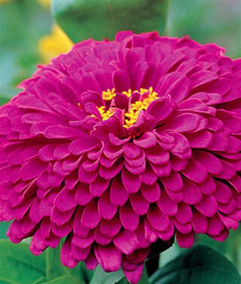 Zinnia Giant purple prince zinnia flower seeds 20 | Etsy