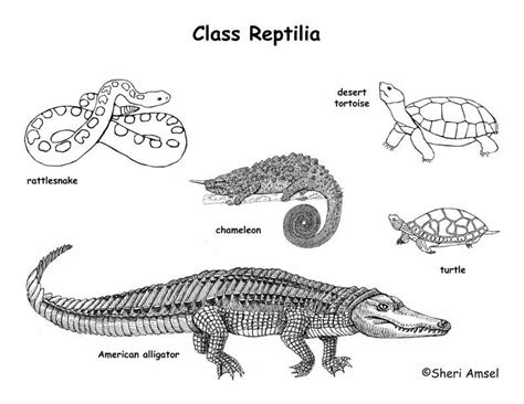 Classification Of Reptiles