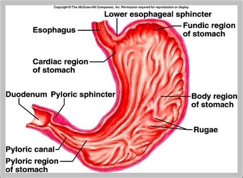 pyloric | Anatomy System - Human Body Anatomy diagram and chart images