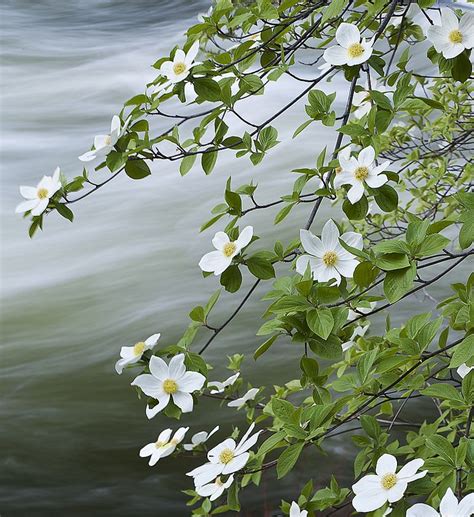 Pacific Dogwood (Cornus nuttallii) along the Merced River | Pacific dogwood, Dogwood flowers ...