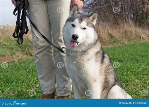 Siberian Husky on Training with a Dog Trainer Stock Photo - Image of husky, grass: 133073474