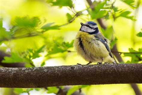 Benefits of Birdwatching for Seniors | Elderly Home Care Blog