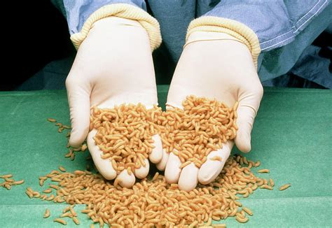 Medical Maggots In A Doctor's Gloved Hands Photograph by Pascal Goetgheluck/science Photo Library