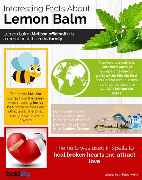 From Treating Insomnia To Preventing Cancer, Lemon Balm Has Fantastic ...