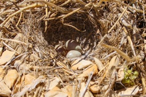 The Horned lark (Eremophila alpestris) – Society for the Protection of ...