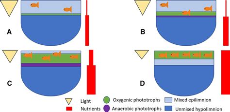 Conceptual diagram proposing how a deep (> 10 m) tropical lake responds... | Download Scientific ...