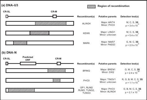 Figure 1 from Asymmetric patterns of reassortment and concerted evolution in Cardamom bushy ...